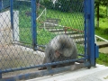 Maimute Zoo Brasov
